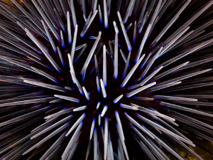 Sea Urchin.  Love the electric Blue! by Mick Tait 